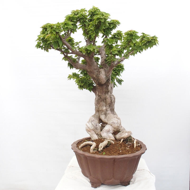 Pokojová bonsai - Bouganwilea