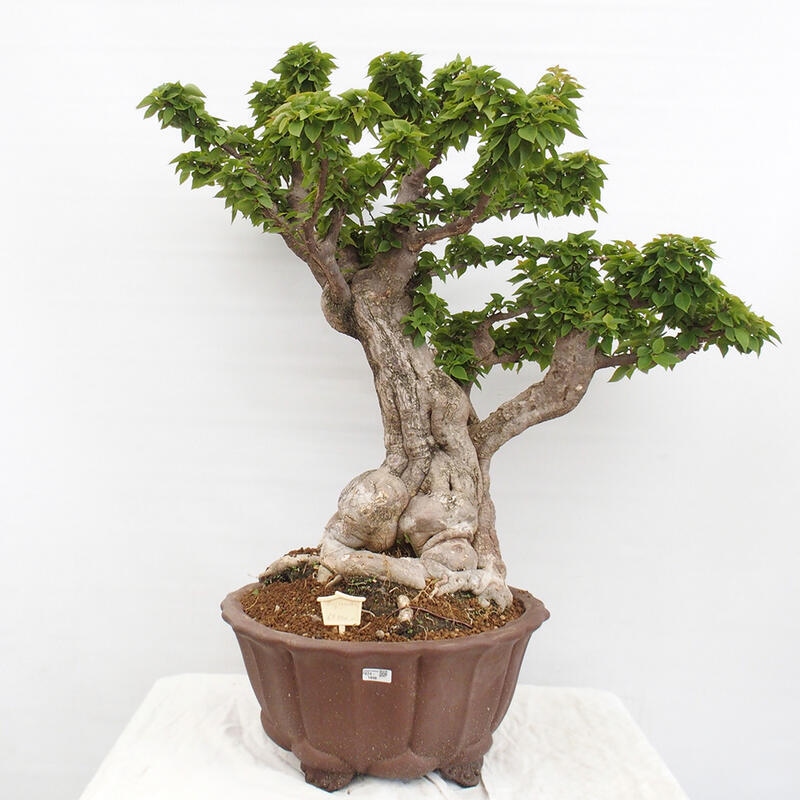 Pokojová bonsai - Bouganwilea