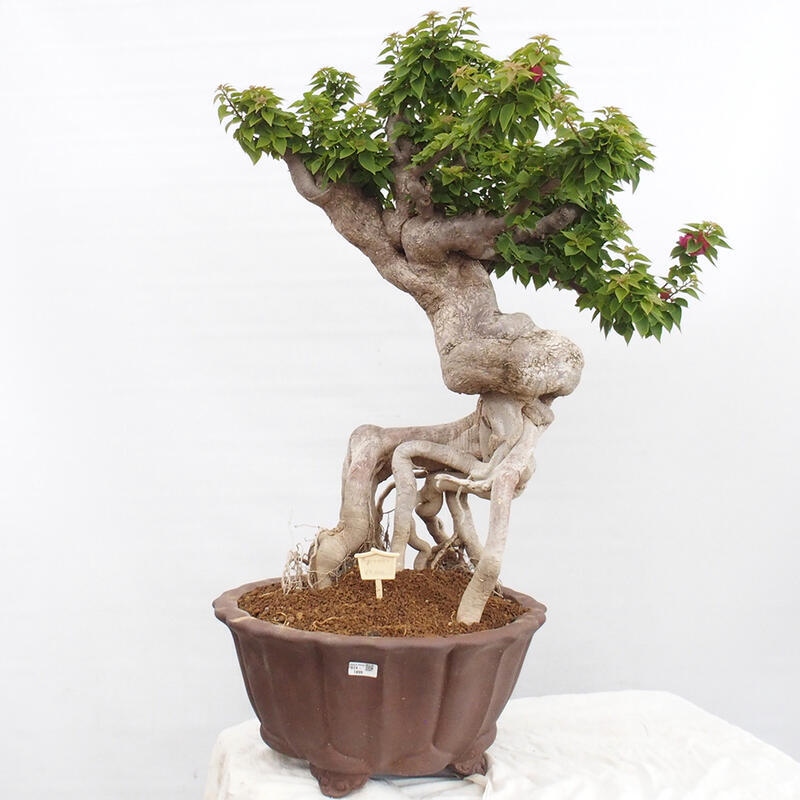 Pokojová bonsai - Bouganwilea