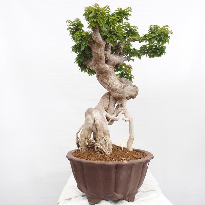 Pokojová bonsai - Bouganwilea