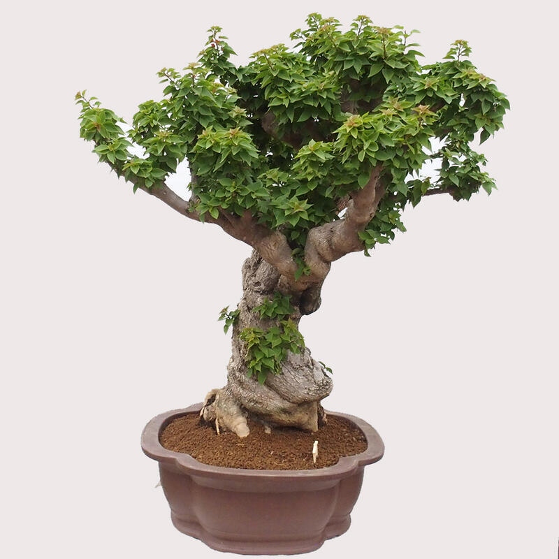 Pokojová bonsai - Bouganwilea