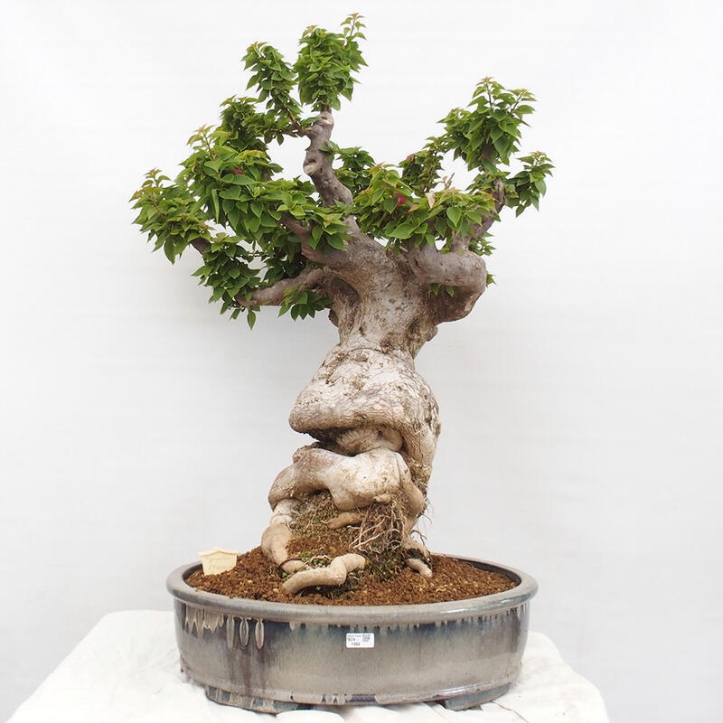 Pokojová bonsai - Bouganwilea