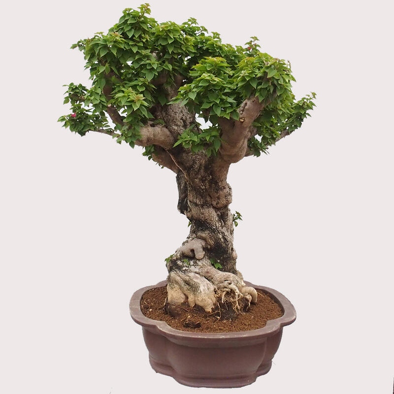 Pokojová bonsai - Bouganwilea