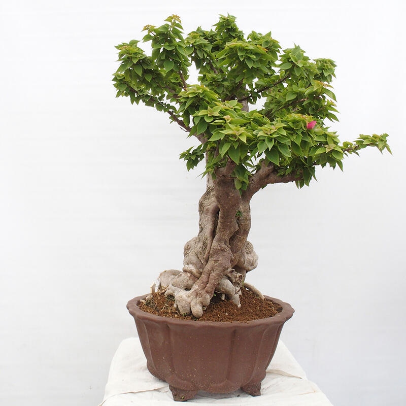 Pokojová bonsai - Bouganwilea