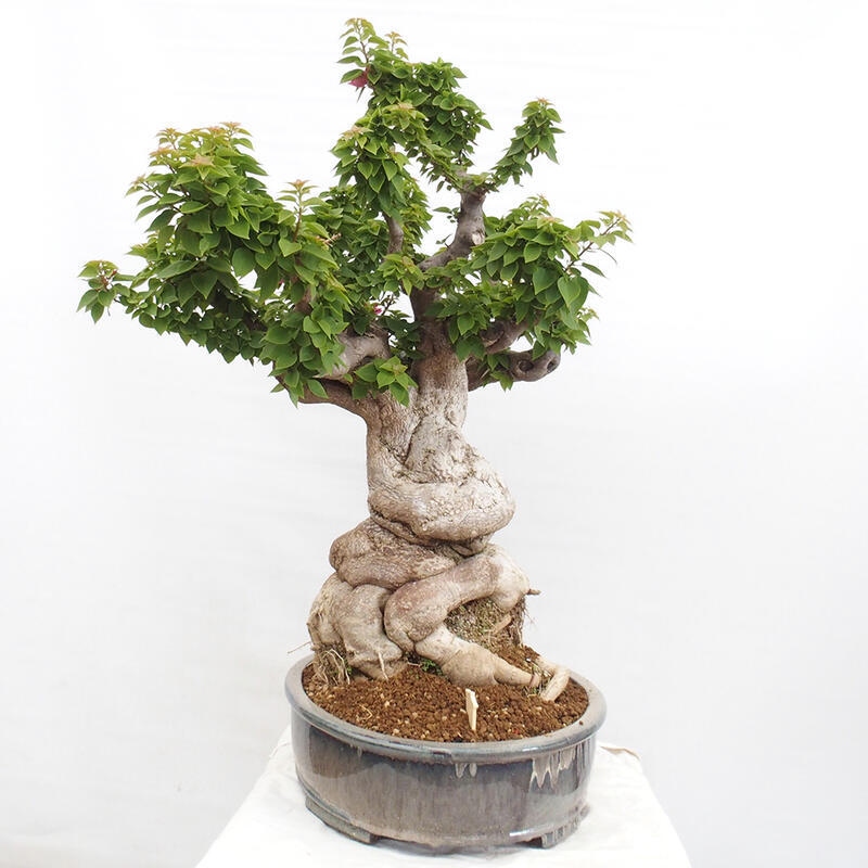 Pokojová bonsai - Bouganwilea