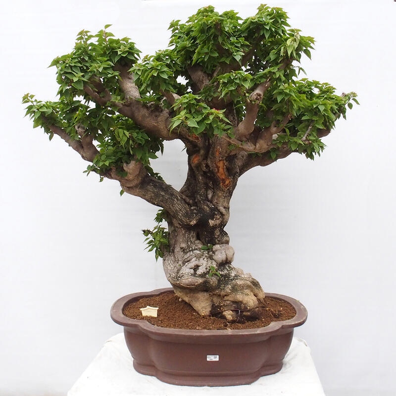 Pokojová bonsai - Bouganwilea