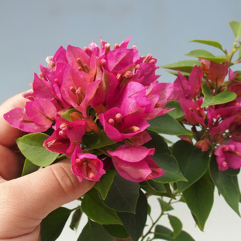 Pokojová bonsai - Bouganwilea