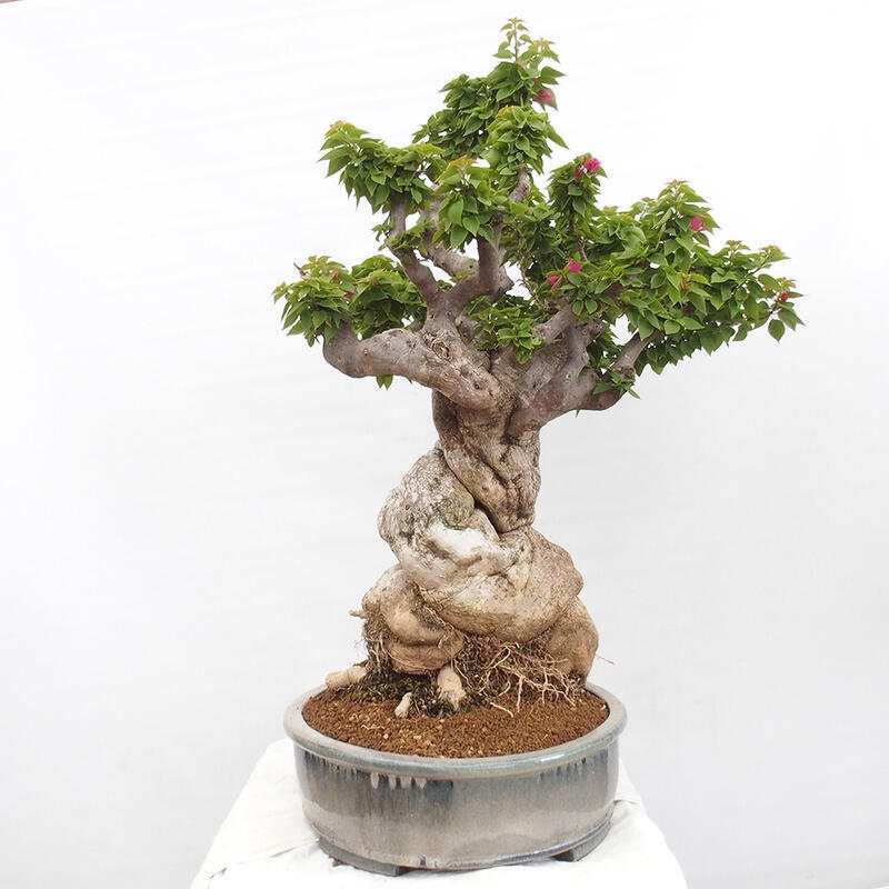 Pokojová bonsai - Bouganwilea