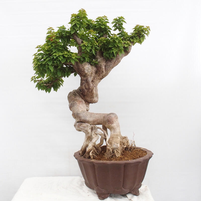 Pokojová bonsai - Bouganwilea