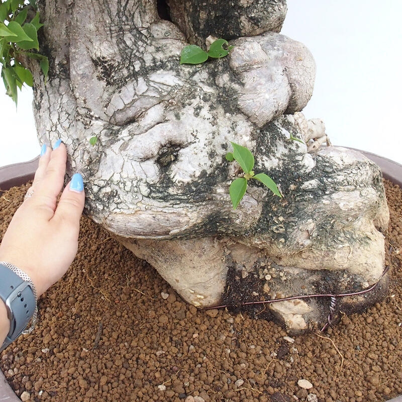 Pokojová bonsai - Bouganwilea