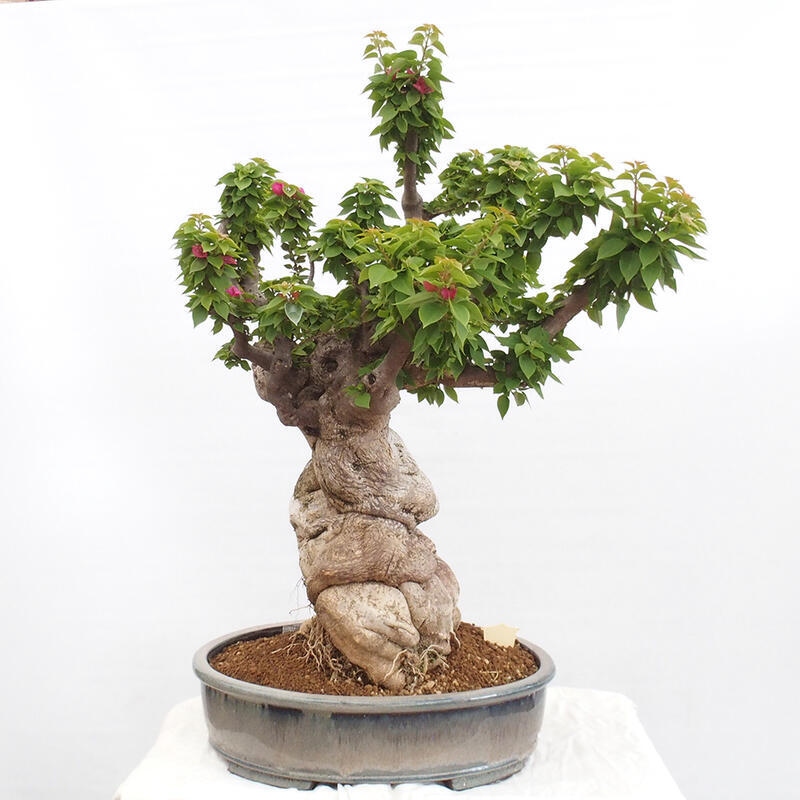 Pokojová bonsai - Bouganwilea