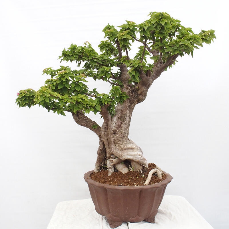 Pokojová bonsai - Bouganwilea