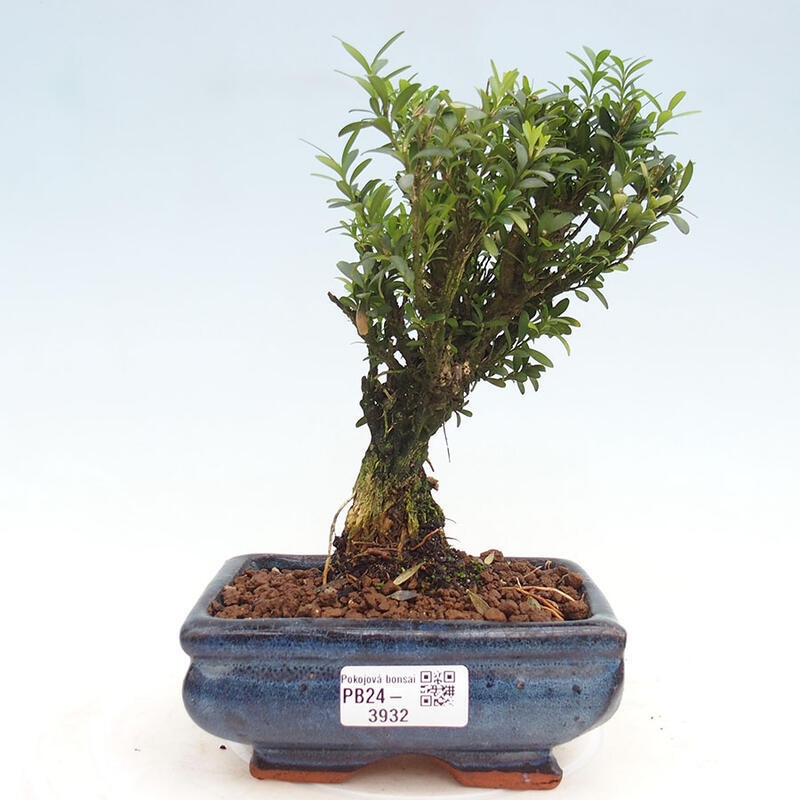 Pokojová bonsai - Buxus harlandii - korkový buxus