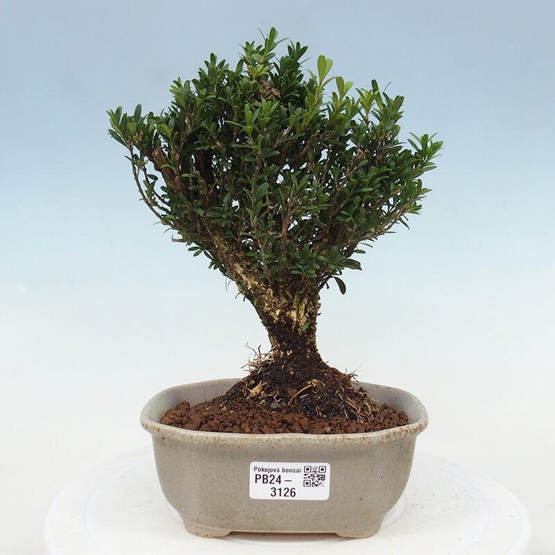 Pokojová bonsai - Buxus harlandii - korkový buxus