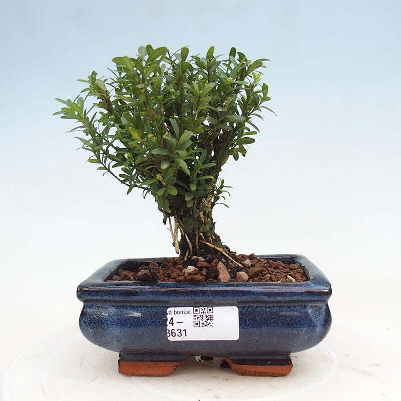 Pokojová bonsai - Buxus harlandii - korkový buxus