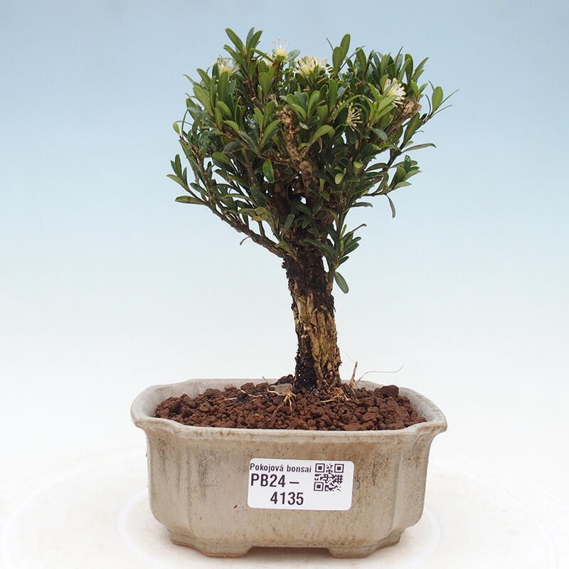 Pokojová bonsai - Buxus harlandii -korkový buxus