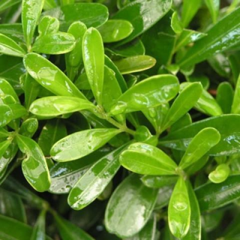 Pokojová bonsai - Buxus harlandii -korkový buxus