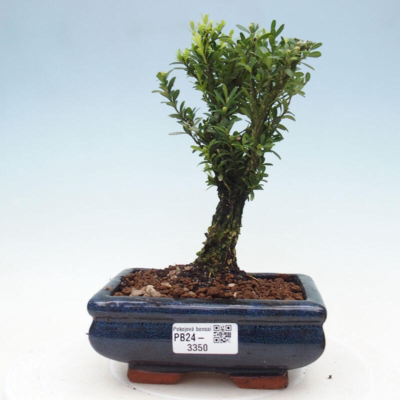 Pokojová bonsai - Buxus harlandii - korkový buxus