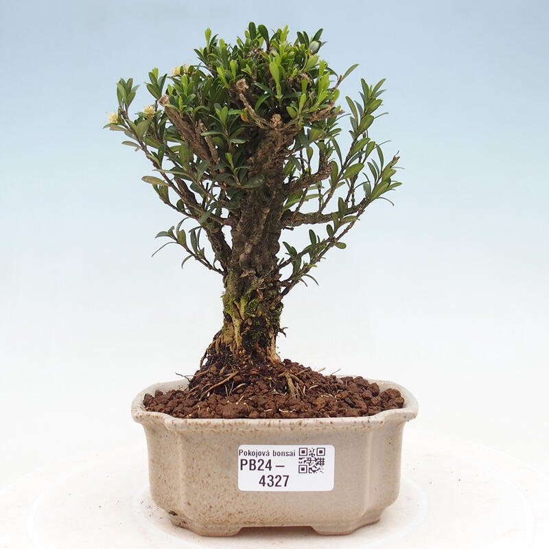 Pokojová bonsai - Buxus harlandii -korkový buxus