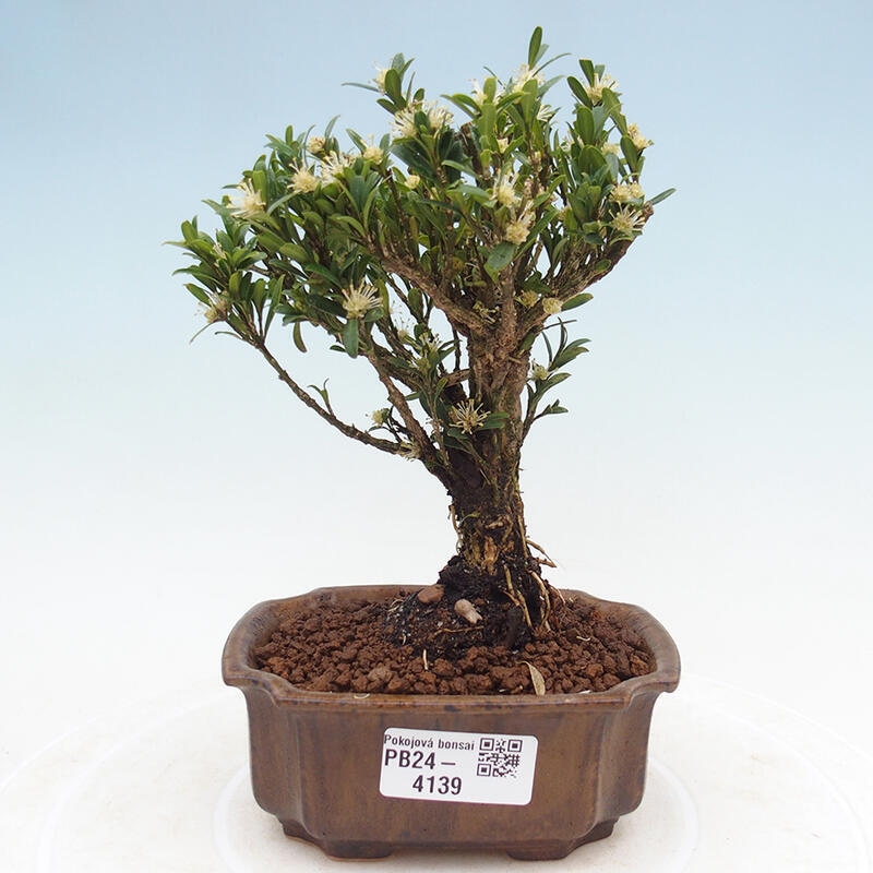 Pokojová bonsai - Buxus harlandii -korkový buxus