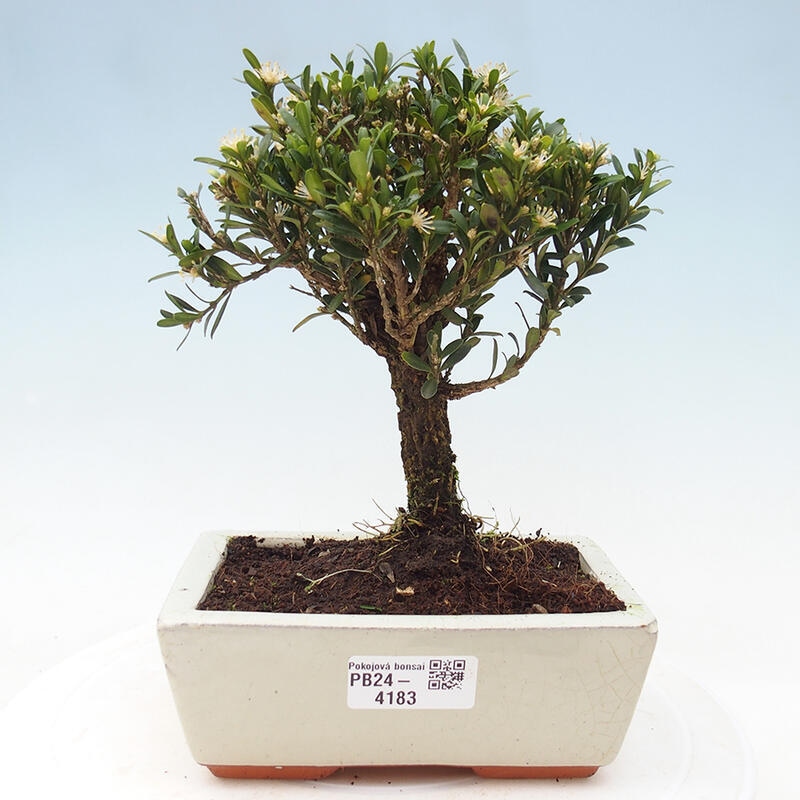 Pokojová bonsai - Buxus harlandii - korkový buxus