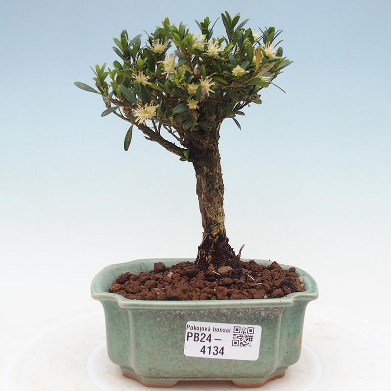 Pokojová bonsai - Buxus harlandii -korkový buxus