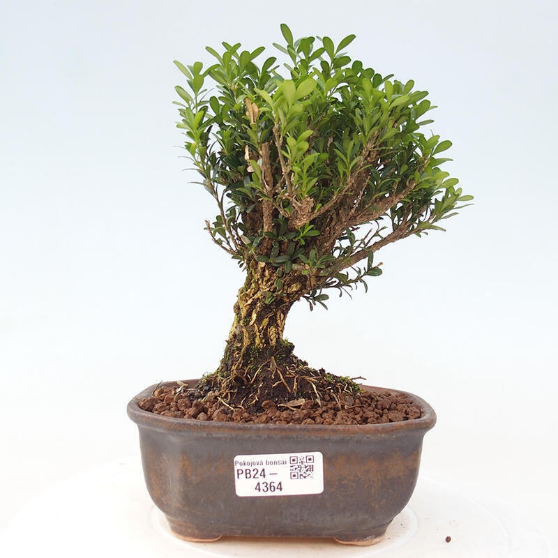 Pokojová bonsai - Buxus harlandii - korkový buxus