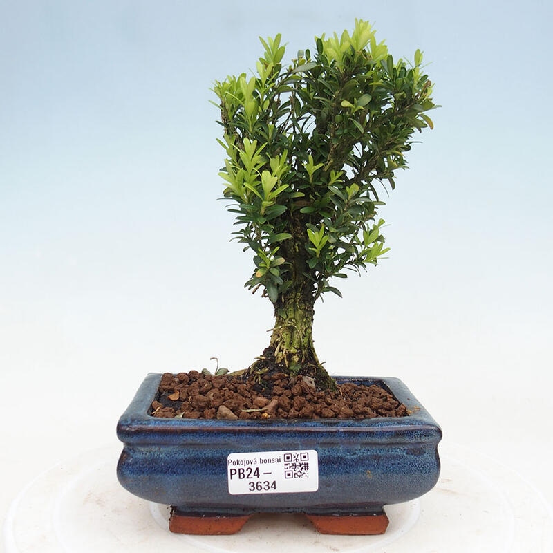 Pokojová bonsai - Buxus harlandii - korkový buxus