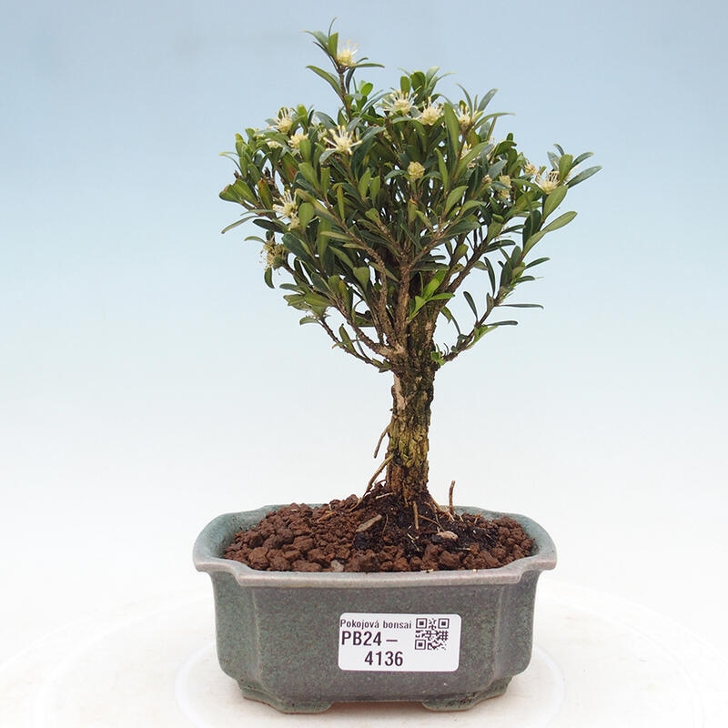 Pokojová bonsai - Buxus harlandii -korkový buxus