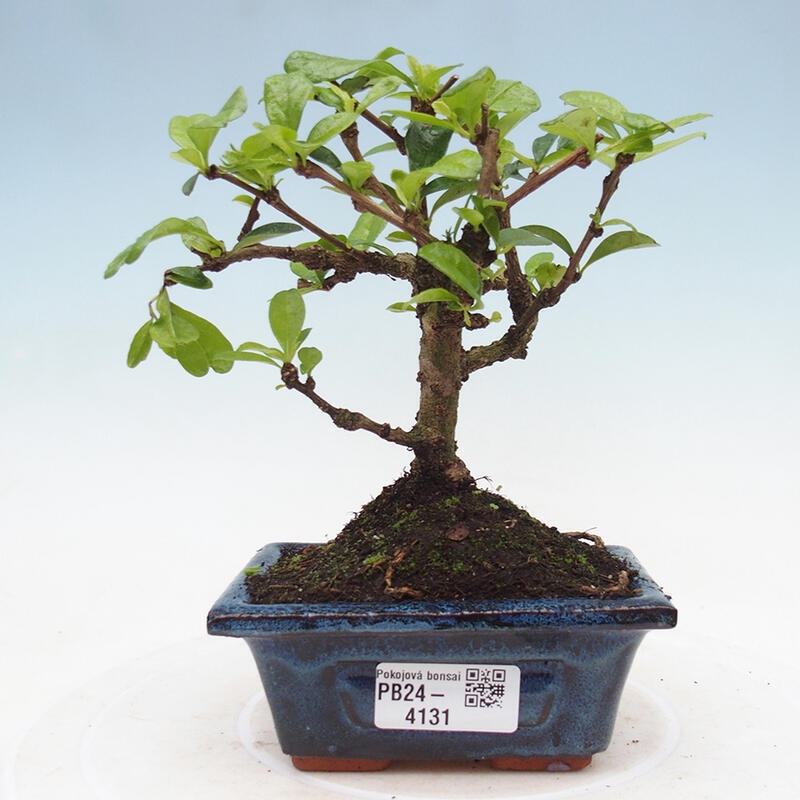 Pokojová bonsai - Carmona macrophylla - Čaj fuki