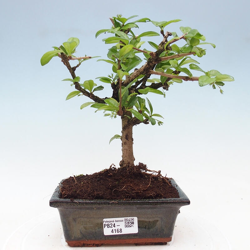 Pokojová bonsai - Carmona macrophylla - Čaj fuki