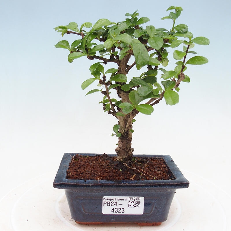 Pokojová bonsai - Carmona macrophylla - Čaj fuki