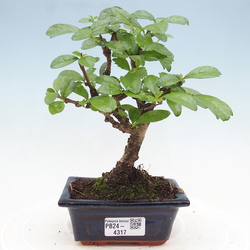 Pokojová bonsai - Carmona macrophylla - Čaj fuki