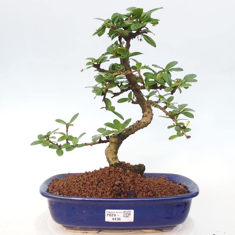 Pokojová bonsai - Carmona macrophylla - Čaj fuki