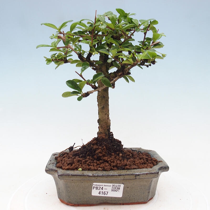 Pokojová bonsai - Carmona macrophylla - Čaj fuki