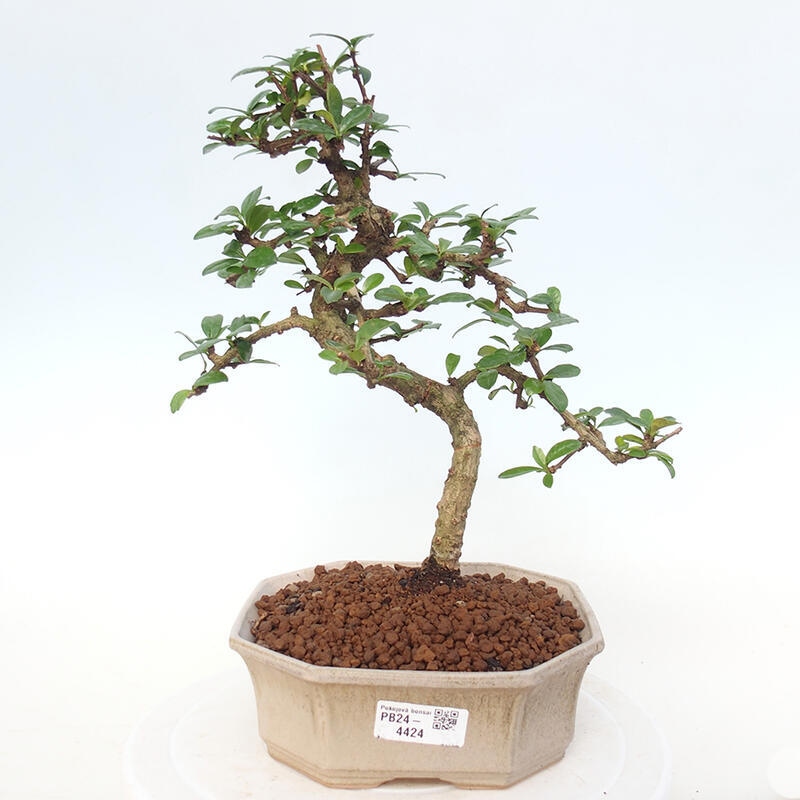 Pokojová bonsai - Carmona macrophylla - Čaj fuki