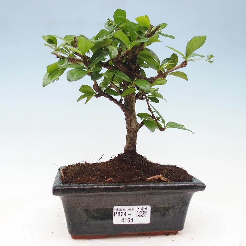 Pokojová bonsai - Carmona macrophylla - Čaj fuki