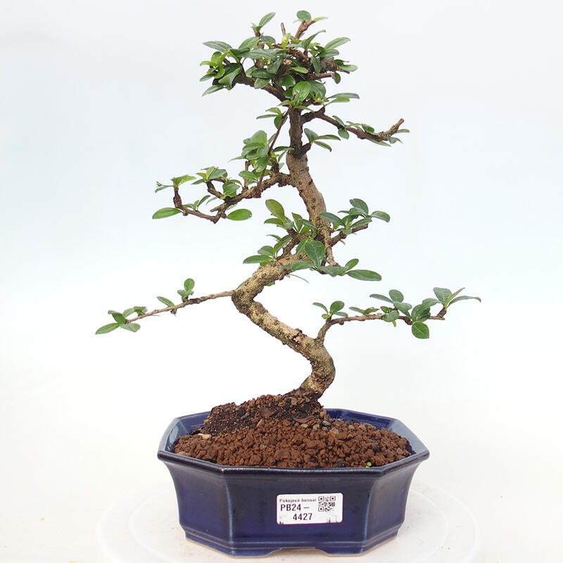 Pokojová bonsai - Carmona macrophylla - Čaj fuki