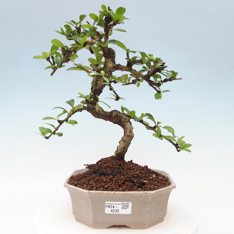 Pokojová bonsai - Carmona macrophylla - Čaj fuki