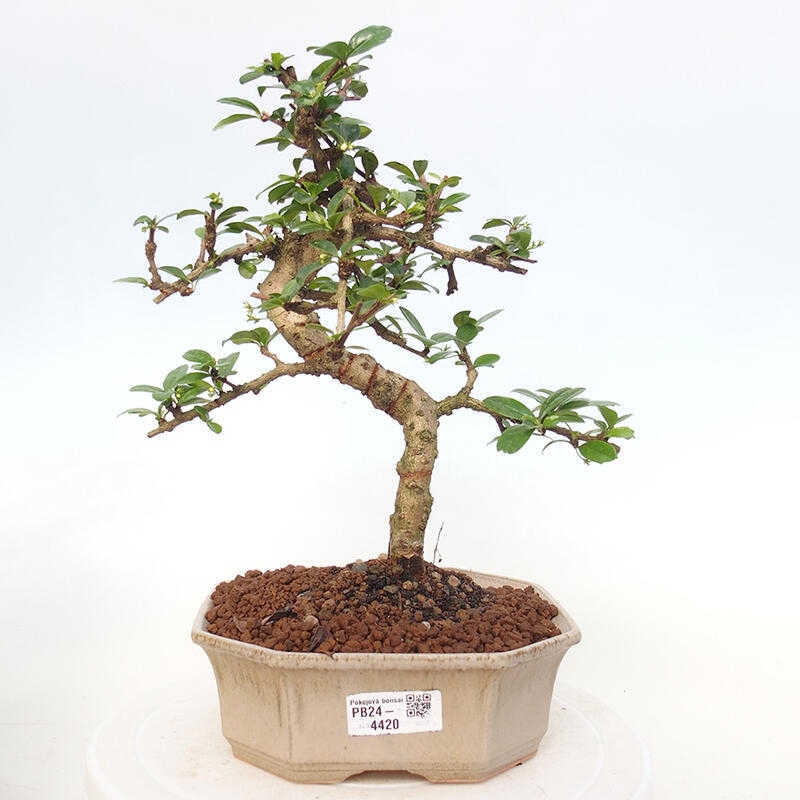 Pokojová bonsai - Carmona macrophylla - Čaj fuki