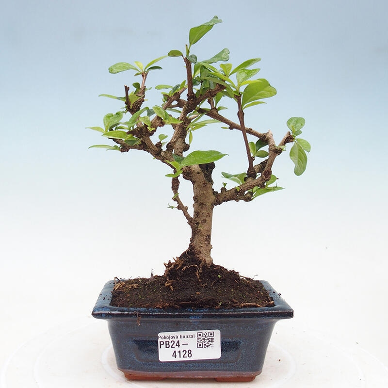 Pokojová bonsai - Carmona macrophylla - Čaj fuki