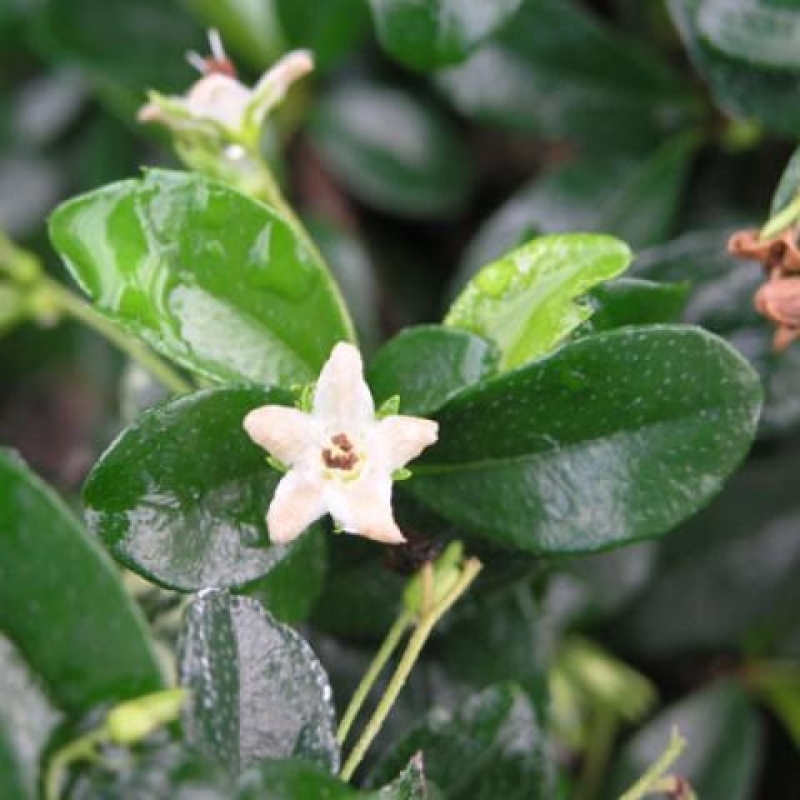 Pokojová bonsai - Carmona macrophylla - Čaj fuki