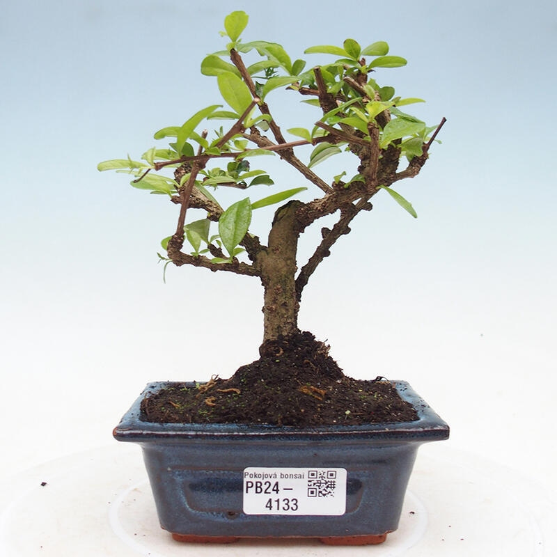 Pokojová bonsai - Carmona macrophylla - Čaj fuki