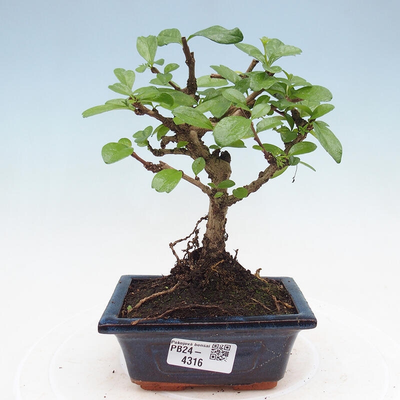 Pokojová bonsai - Carmona macrophylla - Čaj fuki