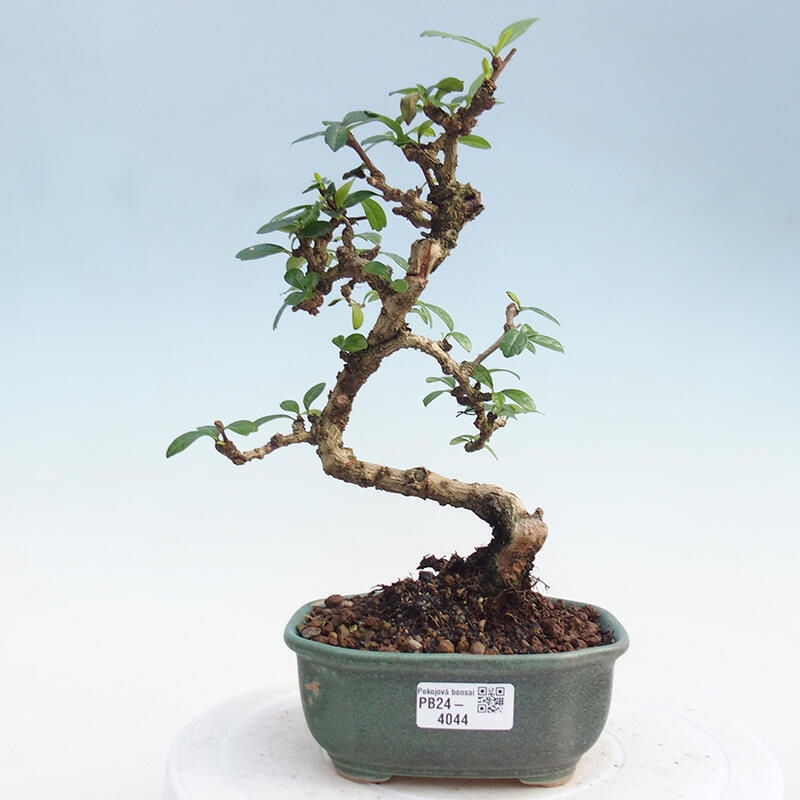 Pokojová bonsai - Carmona macrophylla - Čaj fuki