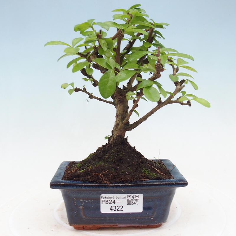 Pokojová bonsai - Carmona macrophylla - Čaj fuki