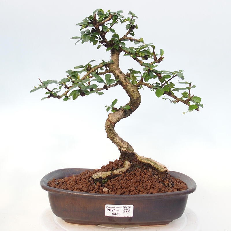 Pokojová bonsai - Carmona macrophylla - Čaj fuki