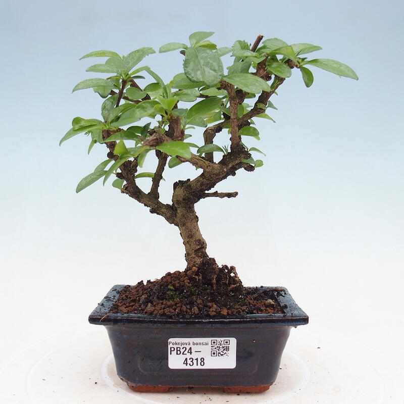 Pokojová bonsai - Carmona macrophylla - Čaj fuki