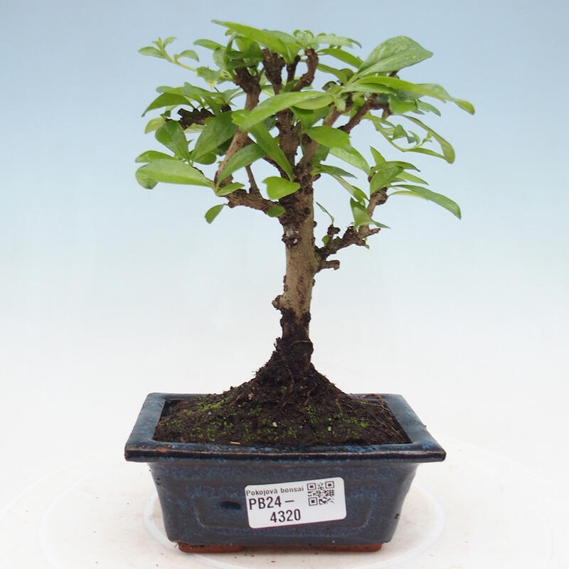 Pokojová bonsai - Carmona macrophylla - Čaj fuki