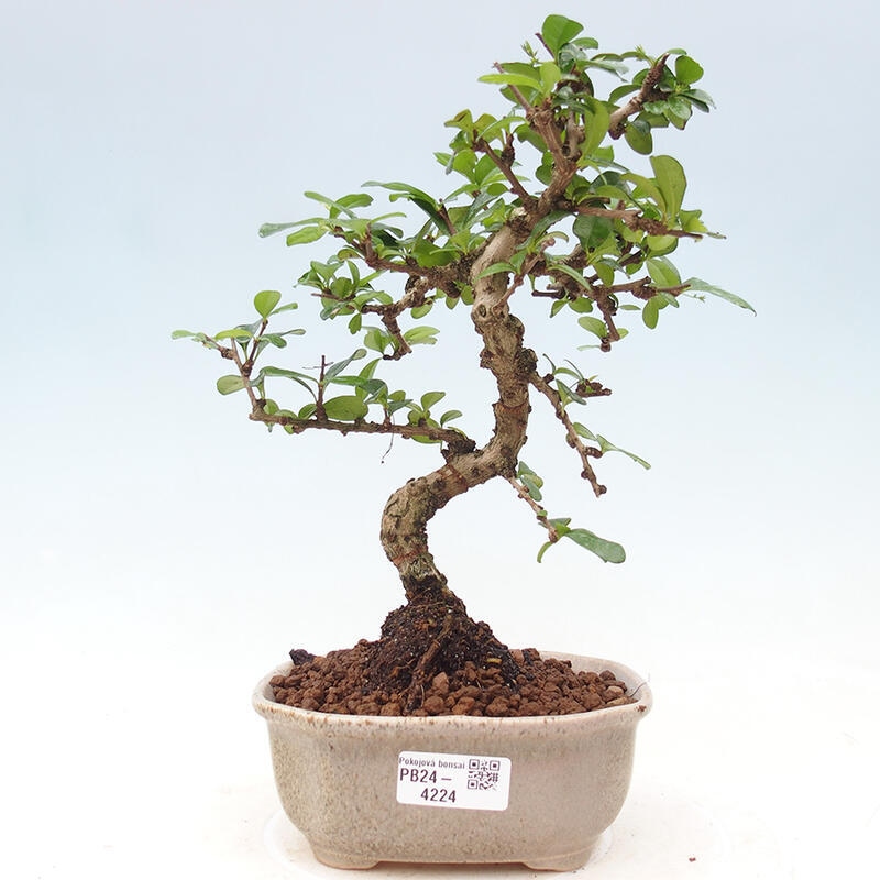 Pokojová bonsai - Carmona macrophylla - Čaj fuki